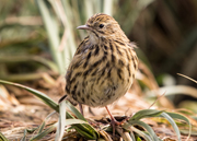 link to south georgia pipit